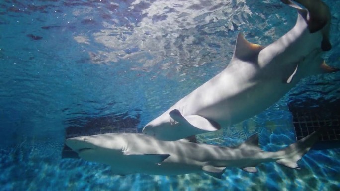 水族馆里的鲨鱼水族箱里游泳的小鱼水母鲨鱼