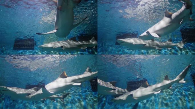 水族馆里的鲨鱼水族箱里游泳的小鱼水母鲨鱼