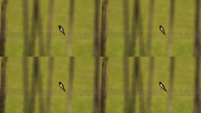 在法语上唱歌的小燕子(Hirundo rustica)。