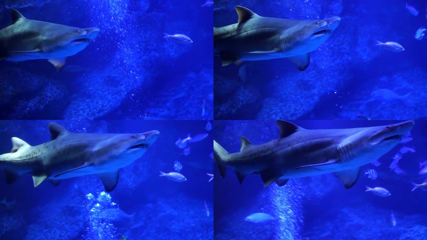 大鲨鱼在鱼缸里游泳