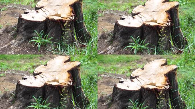 树桩,伐木乱砍树乱伐伐木工