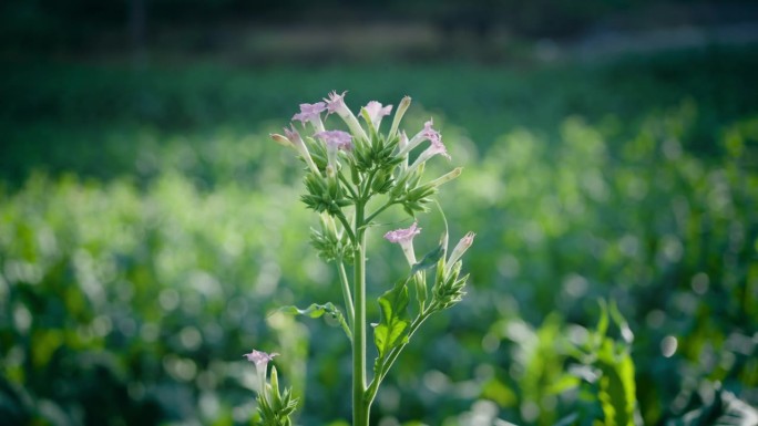 烟草在田野里开花烟草在田野里开花