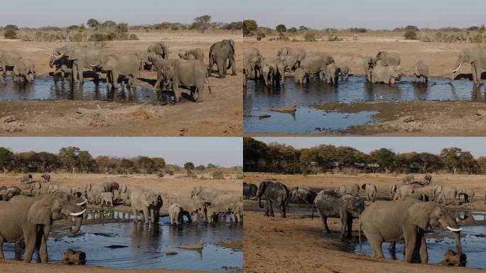 特写镜头。平移视图。一大群大象在水坑边饮水。