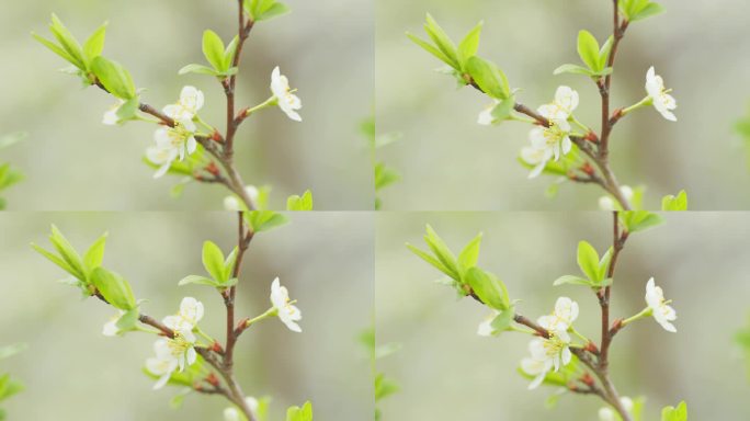 明亮的花卉场景与自然采光。美丽的樱花。缓慢的运动。