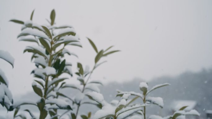 DS雪落在乡下的绿色植物上