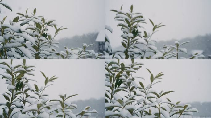 DS雪落在乡下的绿色植物上