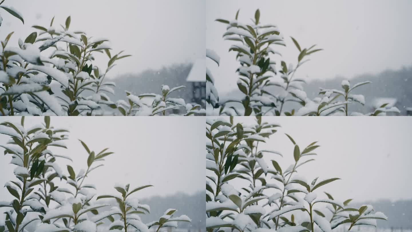 DS雪落在乡下的绿色植物上