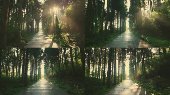 清晨森林里空荡荡的路
