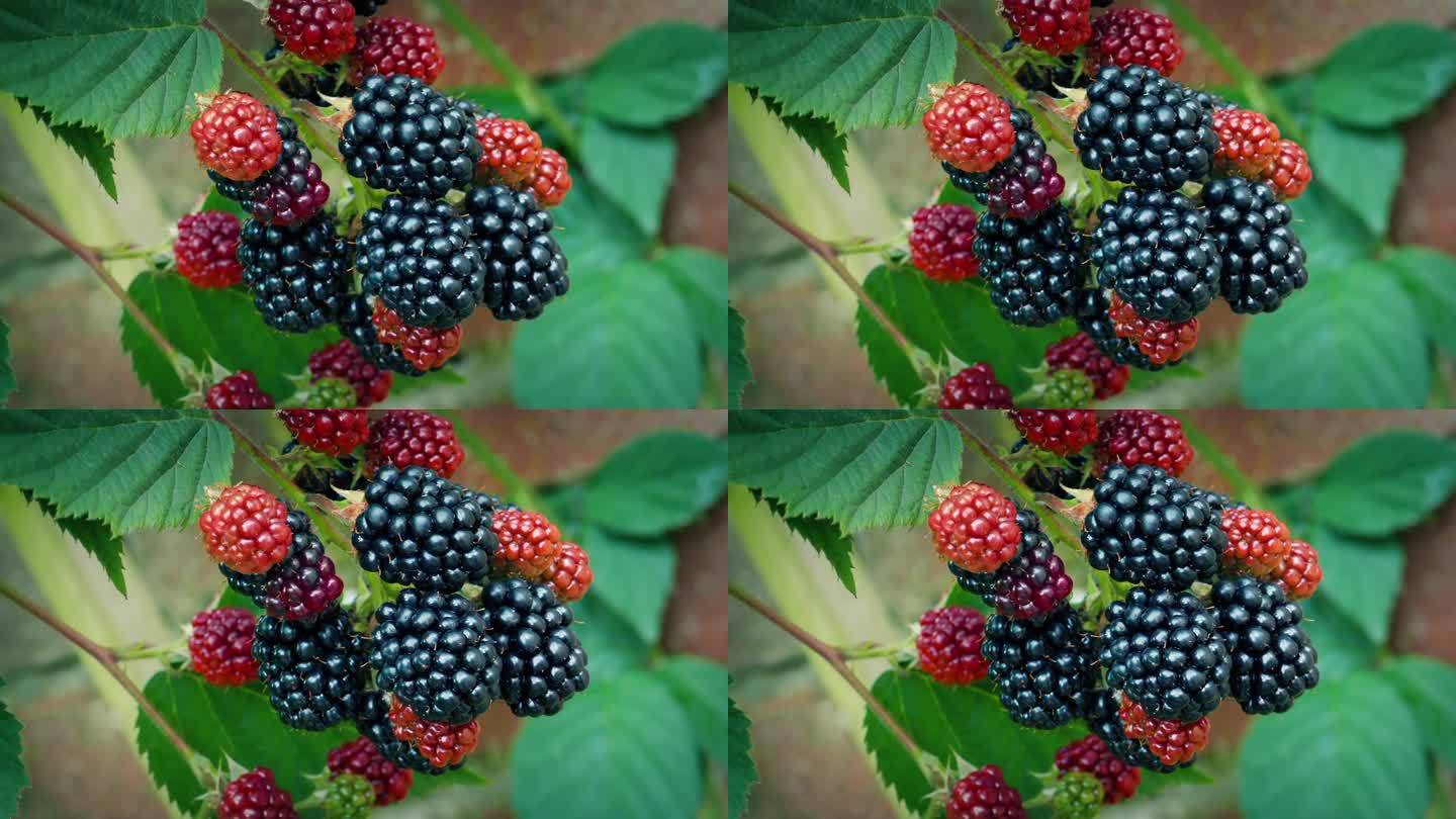 花园里的黑莓水果特写