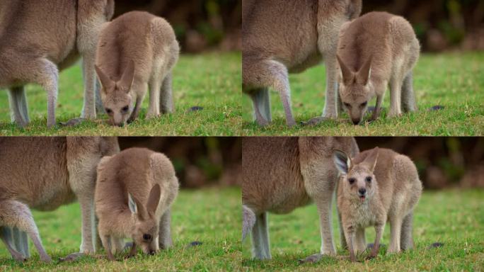 草地上的东部灰袋鼠，非常可爱的动物和绿色背景的婴儿，澳大利亚野生动物，昆士兰，布里斯班，棕色袋哺乳动