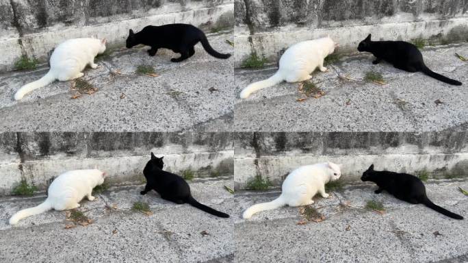 白猫和黑猫在吃草
