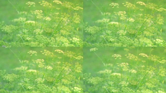 绿草背景上的莳萝花序。黄色芳香的莳萝花。以夏季、花园和温暖季节为主题的生动插图。长在花园里的莳萝伞。