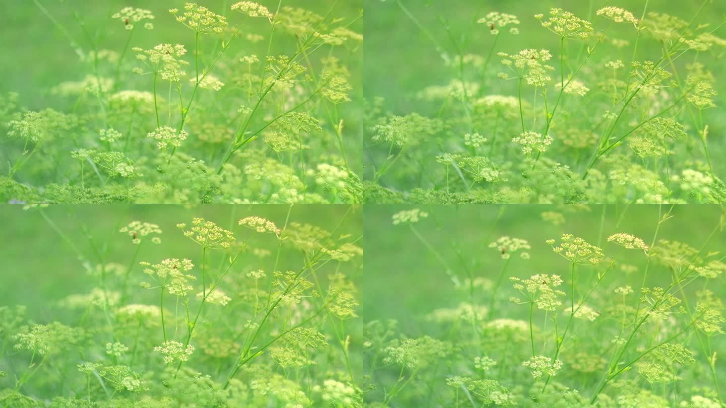 绿草背景上的莳萝花序。黄色芳香的莳萝花。以夏季、花园和温暖季节为主题的生动插图。长在花园里的莳萝伞。