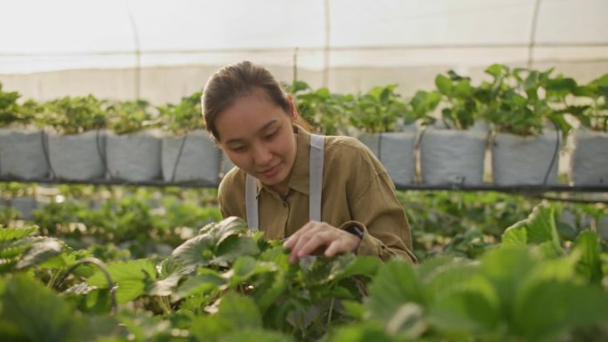 智能农业农民在蔬菜农场使用数字平板电脑