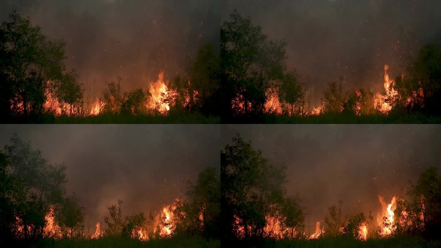 泥炭森林在夜间起火