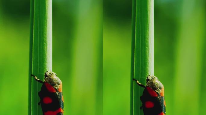 垂直视频近距离拍摄脆弱尾蝉或蝉坐在一根细茎上撒尿