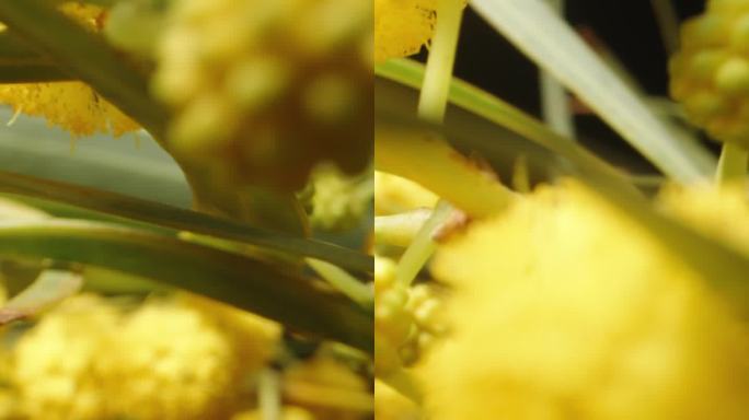 摄像机沿着黄色含羞草的枝干滑动，并进入其中。多莉滑块极端特写。垂直的。