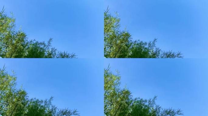 绿色的竹叶配上蓝色的天空