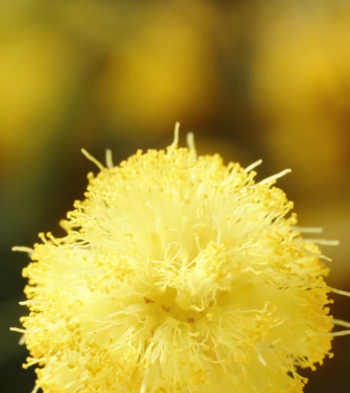 一个小而蓬松的球，含羞草花在其他花的背景下旋转。垂直的。