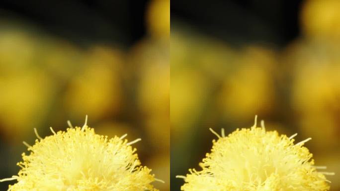 一个小而蓬松的球，含羞草花在其他花的背景下旋转。垂直的。