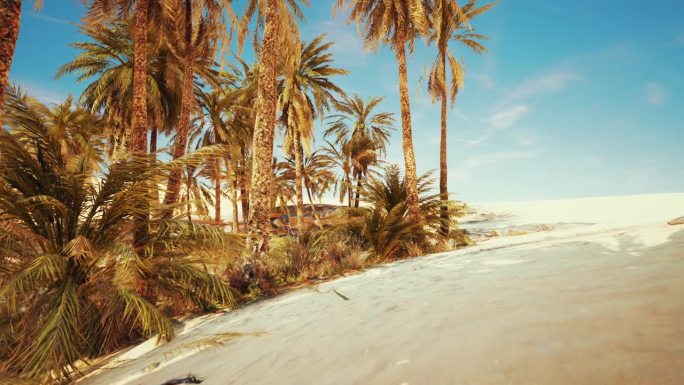 突尼斯绿洲的内景沙滩椰林沙滩椰树