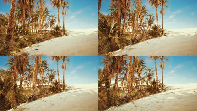 突尼斯绿洲的内景沙滩椰林沙滩椰树