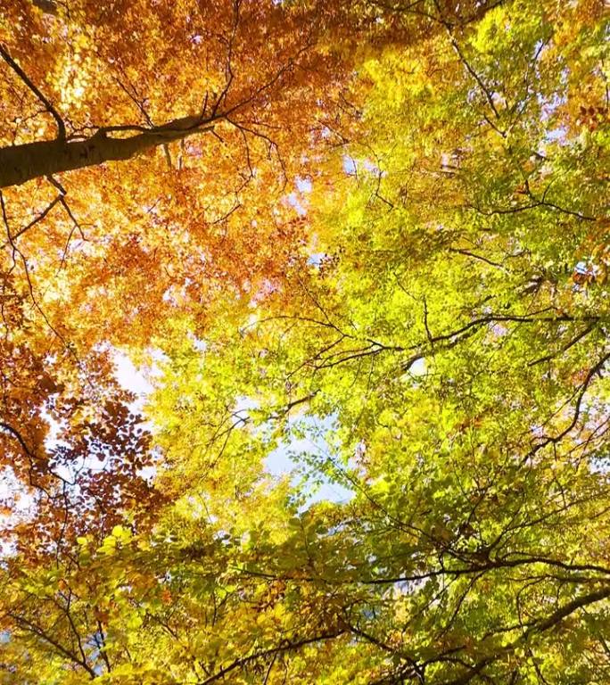 从下面看秋天五颜六色的树