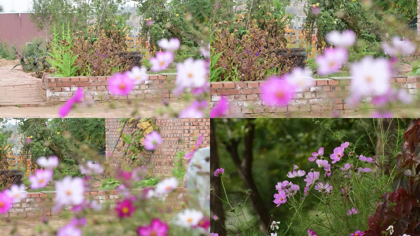 紫薇花 格桑花 菜园