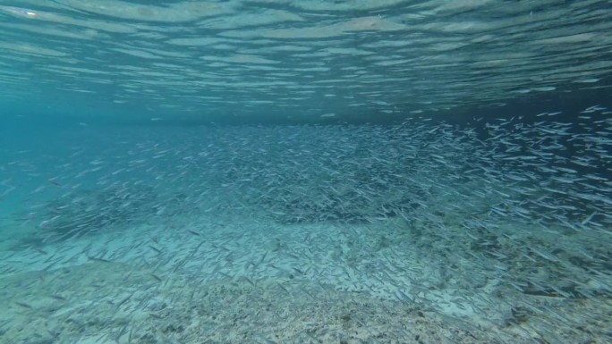 加勒比海的水下景观