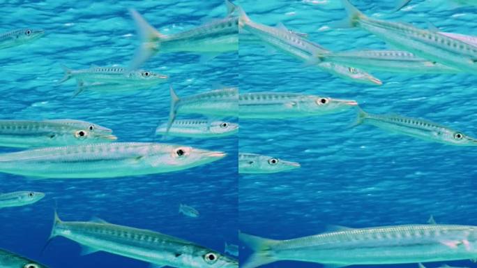 一群梭鱼在阳光明媚的日子里游在蓝色的水中，慢动作