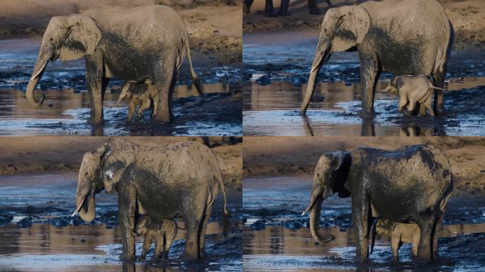 一只母象向自己身上喷泥巴，而她可爱的小象正在吮吸乳汁