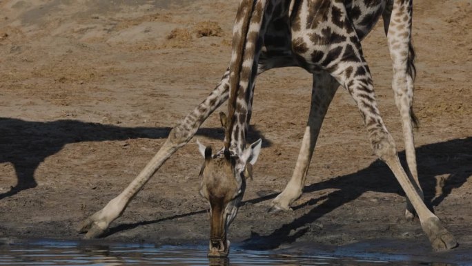 正面特写。长颈鹿伸开双腿在水坑边喝水，而红嘴牛椋鸟则从它的耳朵里清除蜱虫