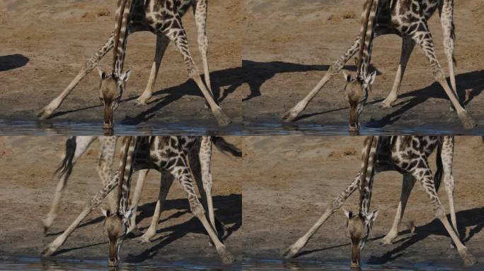 正面特写。长颈鹿伸开双腿在水坑边喝水，而红嘴牛椋鸟则从它的耳朵里清除蜱虫