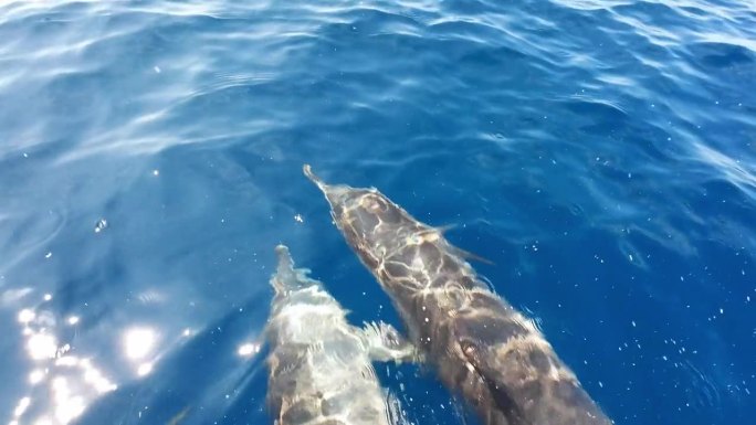 海豚在海洋中游泳的慢镜头特写