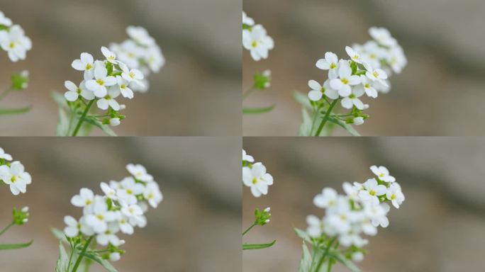 花园里盛开的海葵。Lobularia maritima。阿拉伯，高山，高加索。架的焦点。