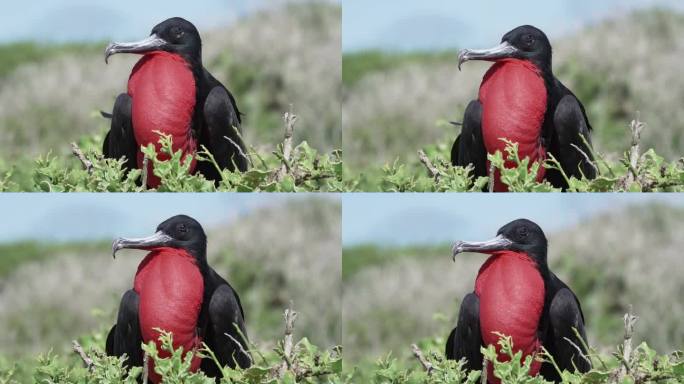 华丽的军舰鸟，华丽的军舰鸟，一种黑色的大海鸟，有一个典型的红色规则的囊。用充气袋筑巢的雄性军舰鸟，加