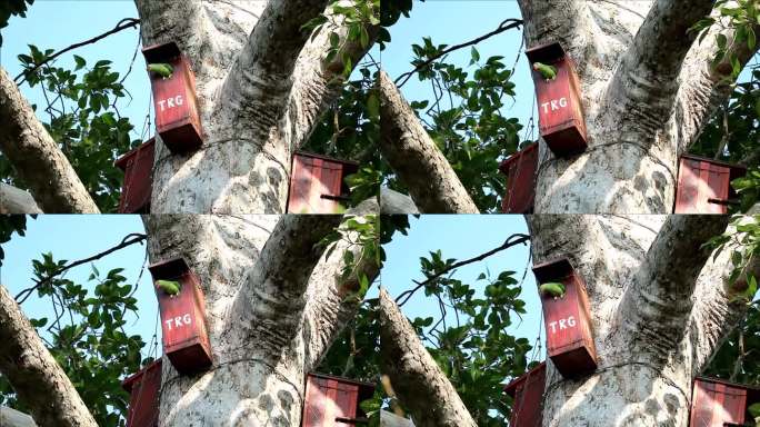 一只可爱的雌性亚历山大长尾小鹦鹉从她的树脂树屋窗户向四周张望