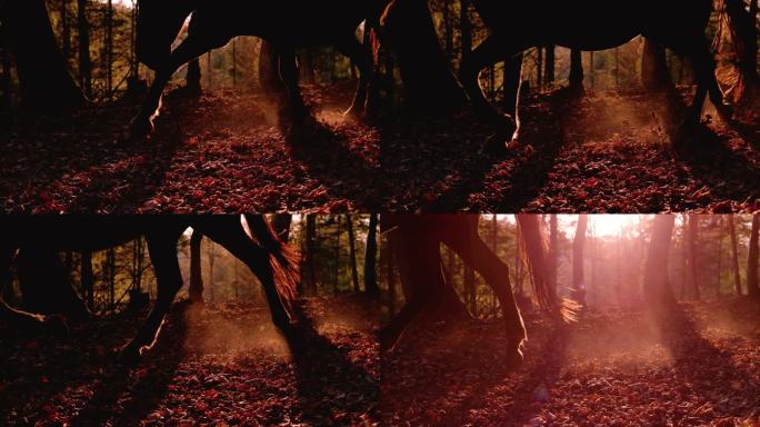 慢镜头，镜头光晕:棕色的马踏着秋天的树叶小跑着穿过森林