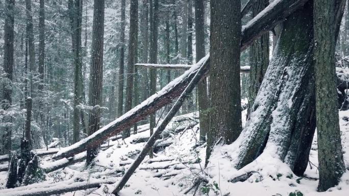 雪轻轻地落在森林的斜坡上