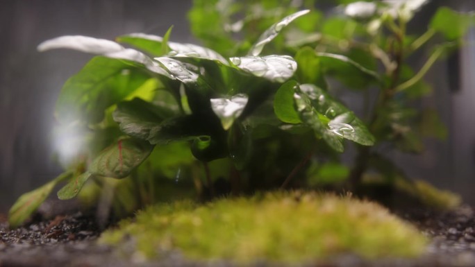 植物和苔藓生长在一个罐子极端特写。树叶背景上的水滴
