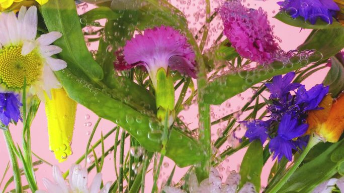 野外夏天的野花在水下的气泡中，有洋甘菊、矢车菊、黄罂粟、康乃馨。粉红色的背景。