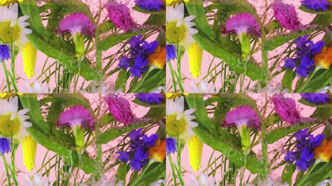 野外夏天的野花在水下的气泡中，有洋甘菊、矢车菊、黄罂粟、康乃馨。粉红色的背景。