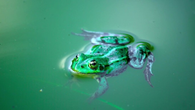 一只青蛙躺在水面上