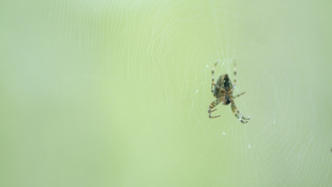 欧洲十字形蜘蛛，在网和猎物上。关闭了。
