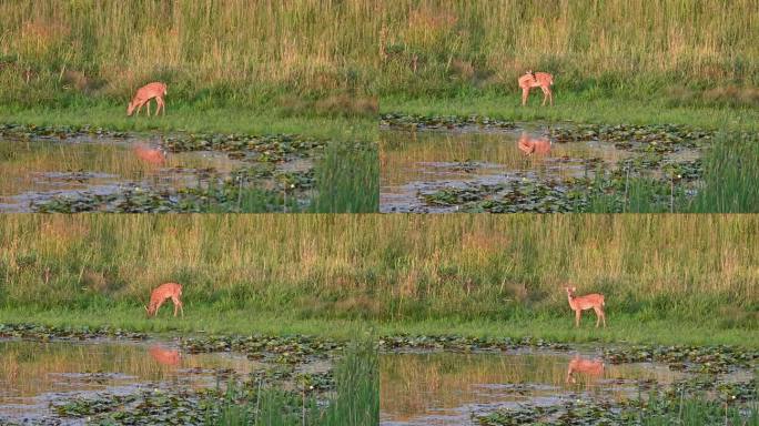 池塘边的小鹿