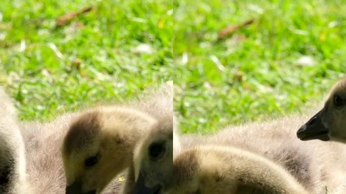 加拿大鹅小鸟坐在草地上吃面包片鲜绿的新鲜的草四只小鹅饥饿的贪得无厌的好胃口可爱的毛茸茸的野生动物年轻