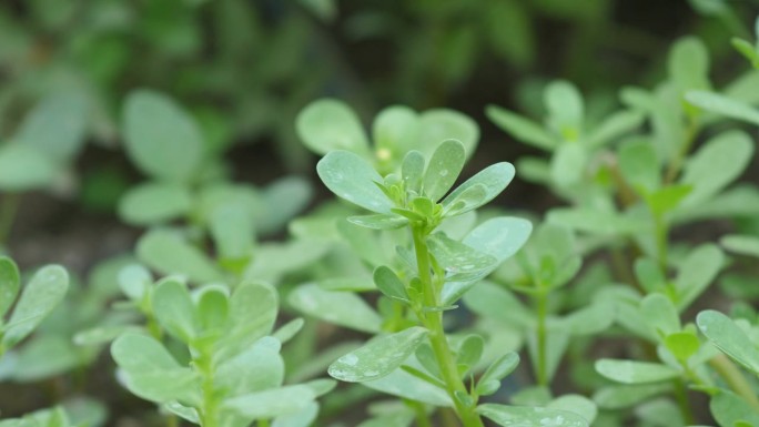 药用马齿苋植物，园林栽培的绿色新鲜马齿苋植物，欧米伽3脂肪酸来源马齿苋，