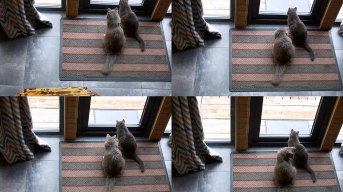 两只灰色的家猫透过玻璃窗向外张望，坐在通往门廊的家门外等着。动态视频温馨的家庭气氛与国内可爱的猫在秋