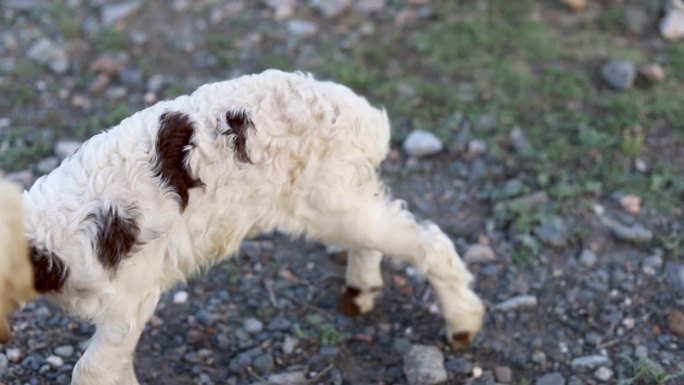 刚出生的小羊羔和他们的羊妈妈