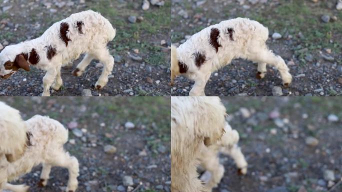 刚出生的小羊羔和他们的羊妈妈